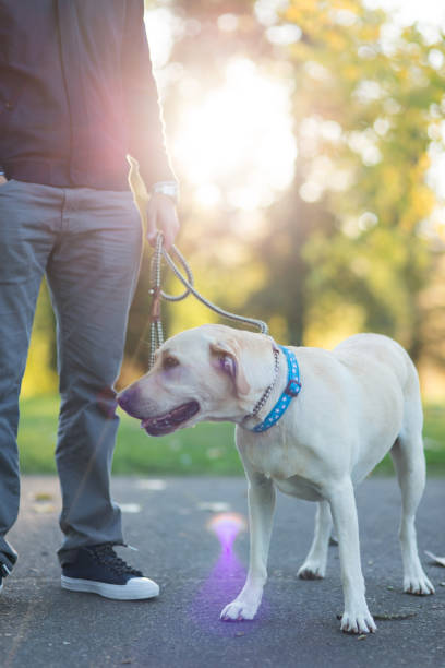 istock A man and his best friend 937553716