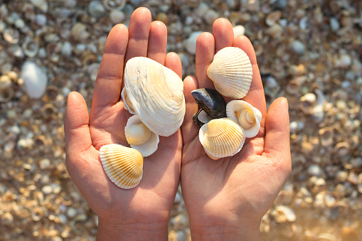 Hands holding shells on the background of sea sand