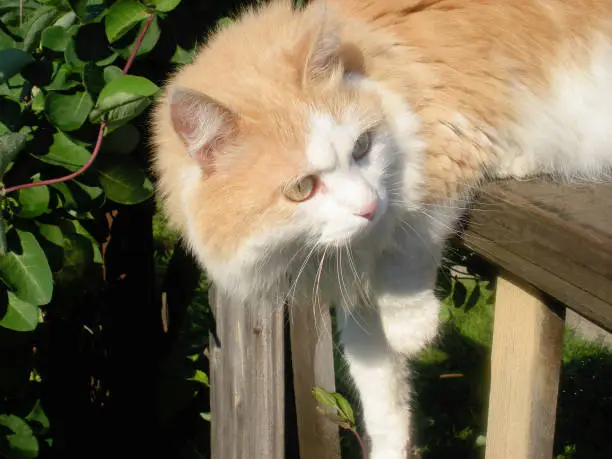 A beautiful red Siberian cat sitting on a fence looks curiously aside