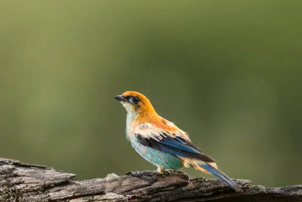 The chestnut-backed tanager (Tangara preciosa) (Portuguese: Saíra-preciosa) is a species of bird in the family Thraupidae. It is found in southern Brazil, north-eastern Argentina, eastern Paraguay and Uruguay