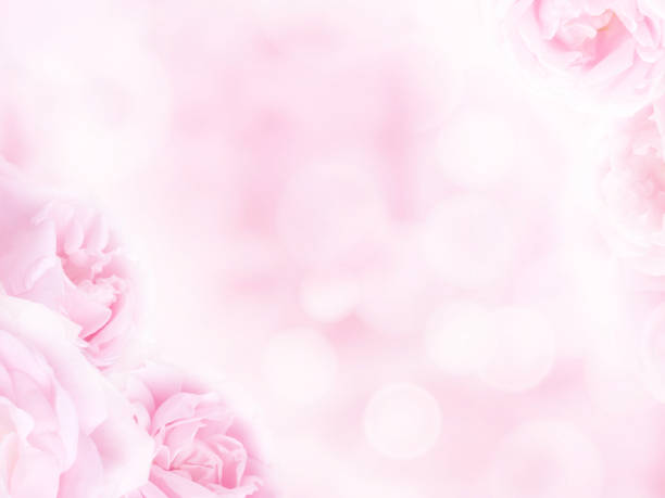 istock Pale pink antique roses in the corners 937562464