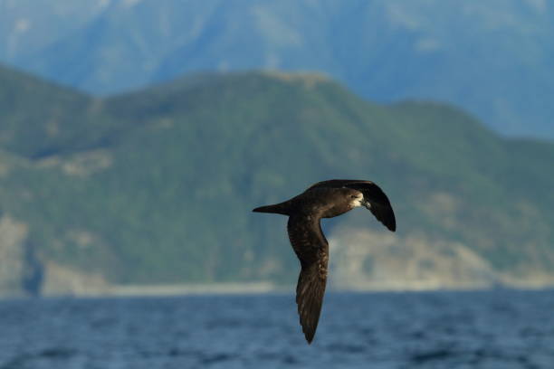 istock Grey-faced Petrel,great-winged petrel (Pterodroma macroptera) at New Zealand 937564648