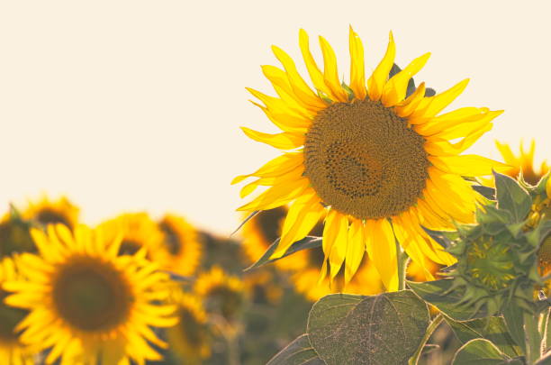 istock Bright Yellow Sunflowers 937564750