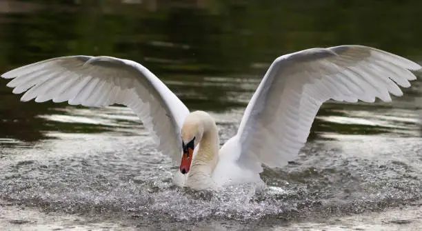 Mute swan, Cygnus olor, white swan, spreading wings wide open and landing on the river