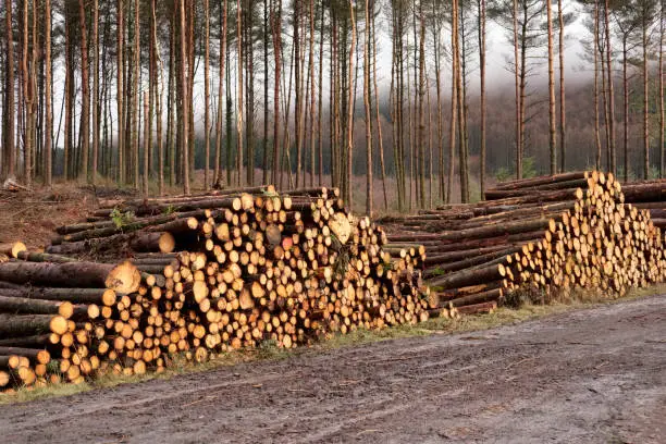 Stacked chopped wood logs in piles from trees in woodland forest for biomass fuel and to sell to keep homes warm at winter cold weather