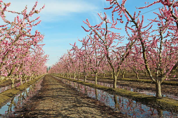 Peach orchard stock photo