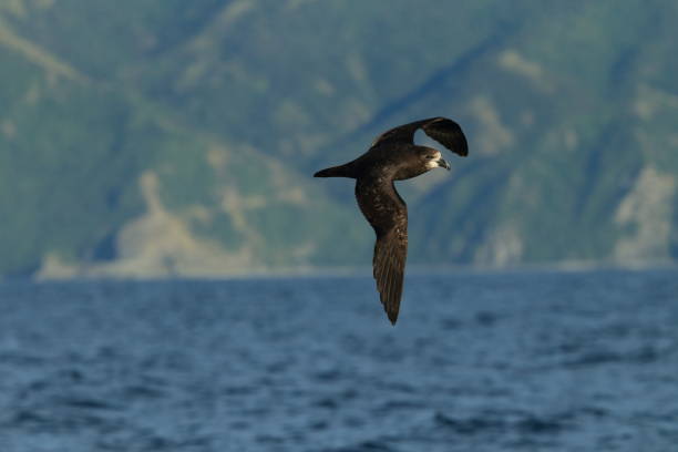 Grey-faced Petrel,great-winged petrel (Pterodroma macroptera) at New Zealand