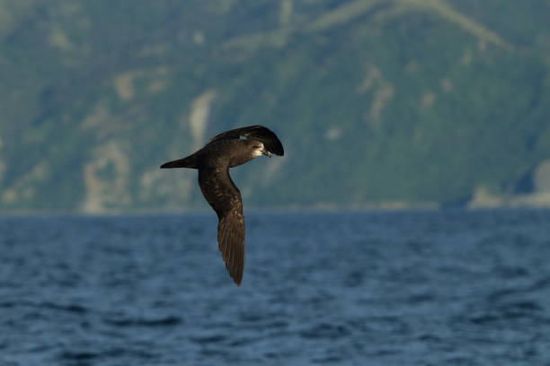 istock Grey-faced Petrel,great-winged petrel (Pterodroma macroptera) at New Zealand 937574824