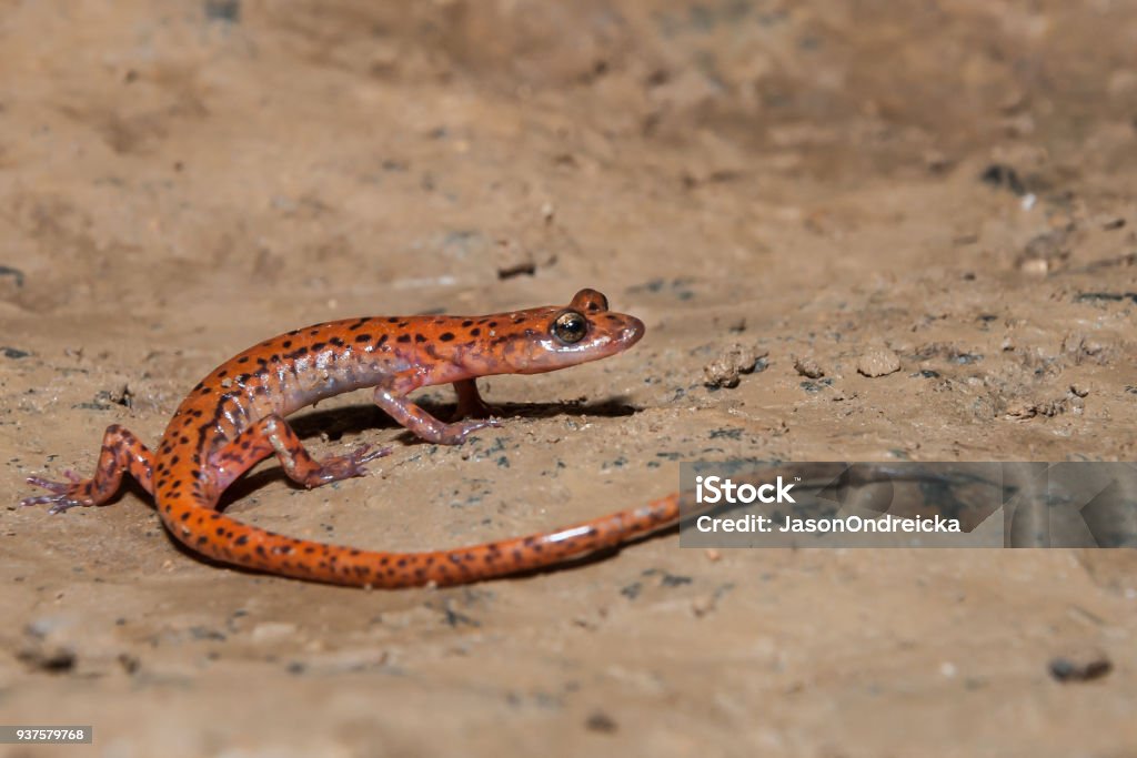 Raie-queue Cave Salamandre - Photo de Salamandre libre de droits