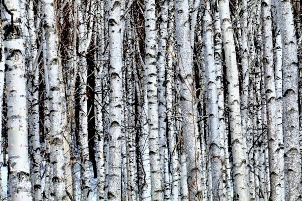 white birch forest - silver birch tree imagens e fotografias de stock