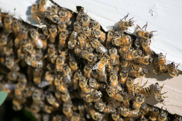 istock Honey bees in their hive 937590014