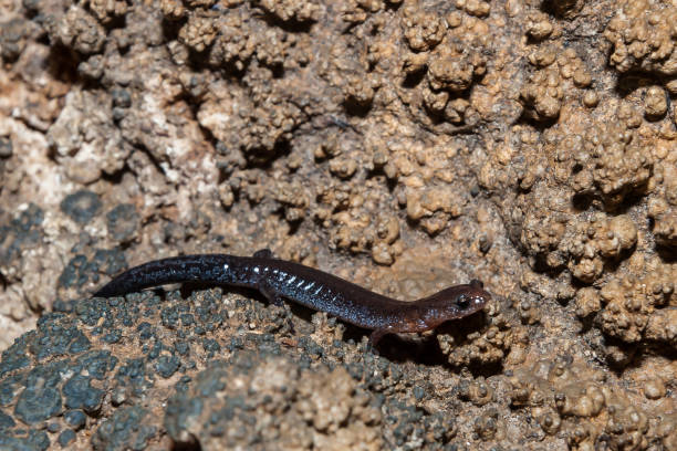 istock Juvenile Pigeon Mountain Salamander 937594684