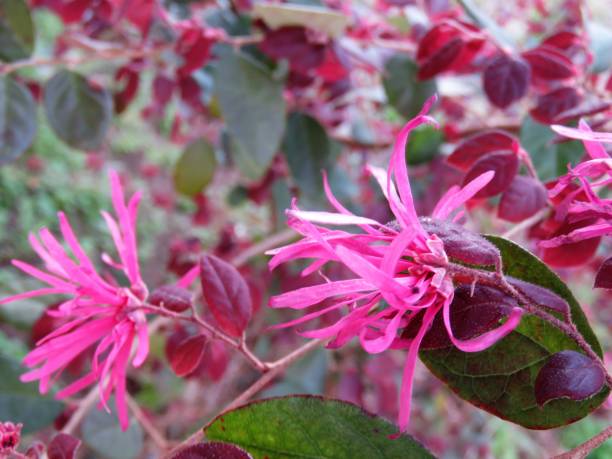 istock Burgundy Loropetalum bush 937597724