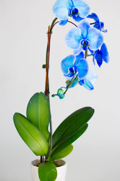 istock orchid branch with blue flowers isolated on white background 937597776
