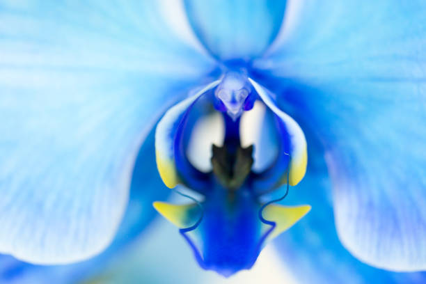 istock orchid branch with blue flowers isolated on white background 937597868