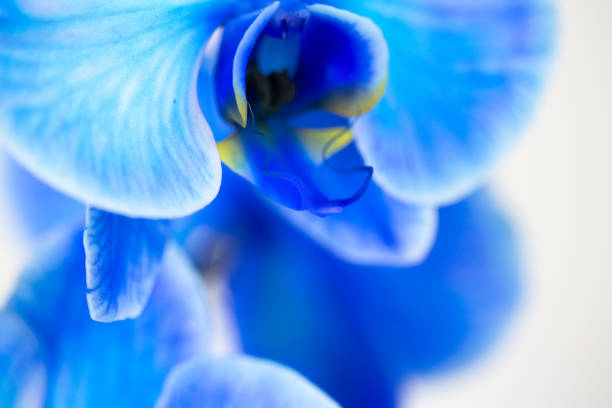 istock orchid branch with blue flowers isolated on white background 937597876