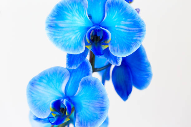 istock orchid branch with blue flowers isolated on white background 937597938