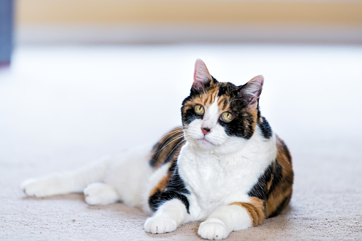 Female senior calico cat lying down comfortable on carpet in home room inside house, yellow eyes