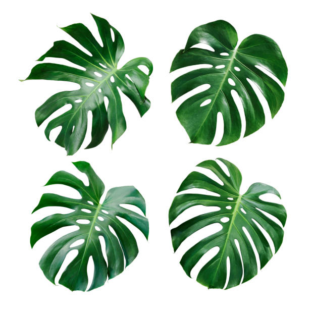 monstera deliciosa foglia tropicale isolata su sfondo bianco - motivo tropicale foto e immagini stock