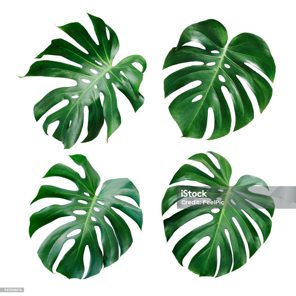 Monstera deliciosa tropical leaf isolated on white background Leaf Stock Photo