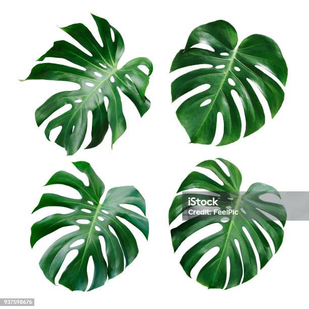 Monstera Deliciosa Tropical Leaf Isolated On White Background Stock Photo - Download Image Now