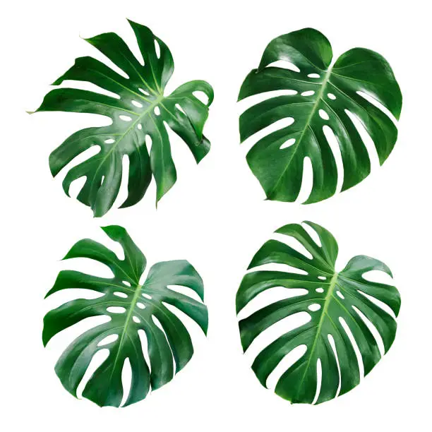 Photo of Monstera deliciosa tropical leaf isolated on white background