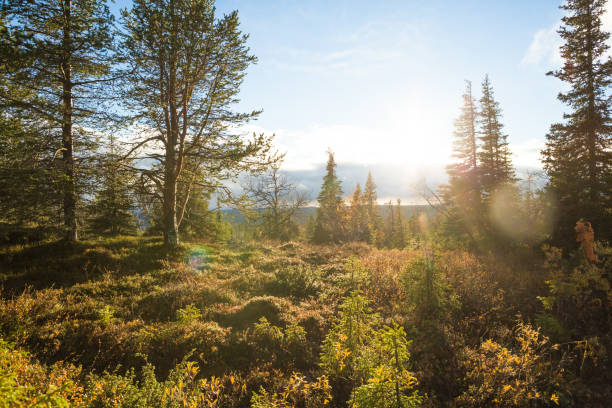 Finnish landscape A placating Finnish landscape in Lapland. finnish lapland autumn stock pictures, royalty-free photos & images