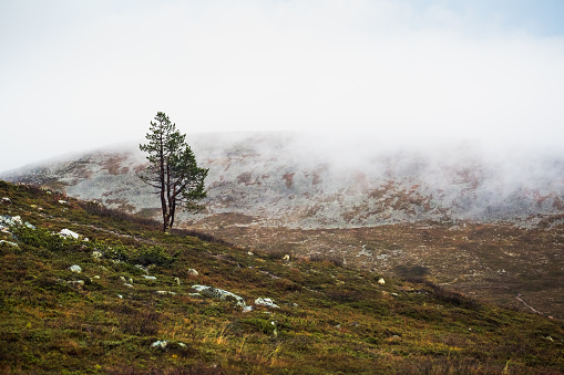 A placating Finnish landscape in Lapland.