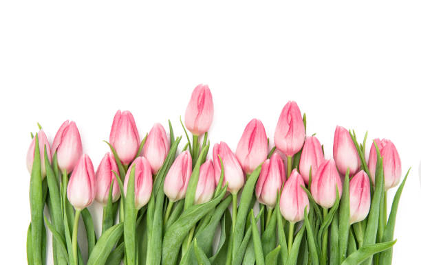 istock Fresh pink tulips Flowers bouquet isolated white background 937599190