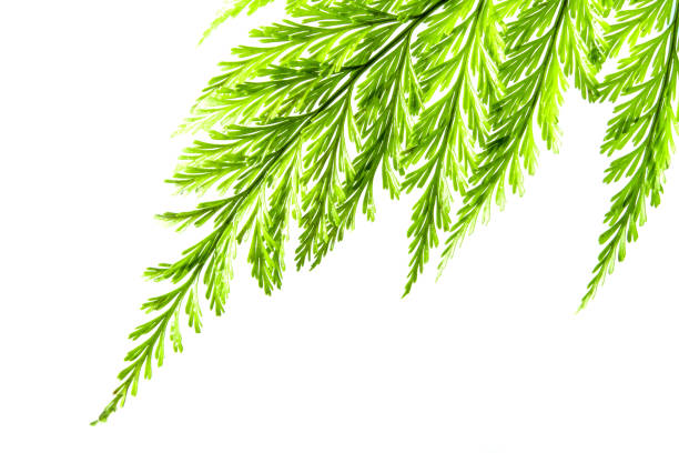 istock Freshness Green leaf of Fern on white background 937599618