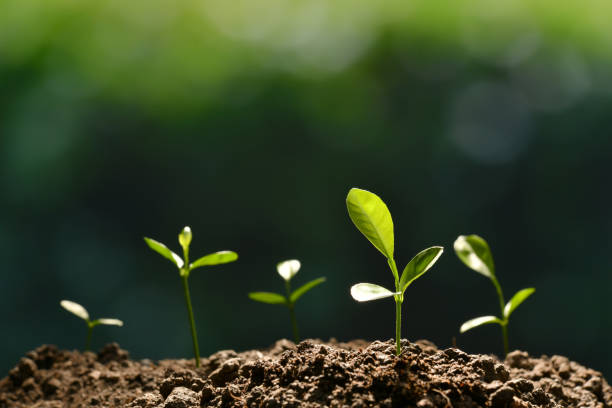 istock Group of young plants in the morning light growing out from soil 937599634
