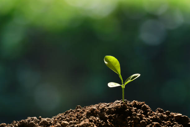 istock Young plants in the morning light growing out from soil 937601720