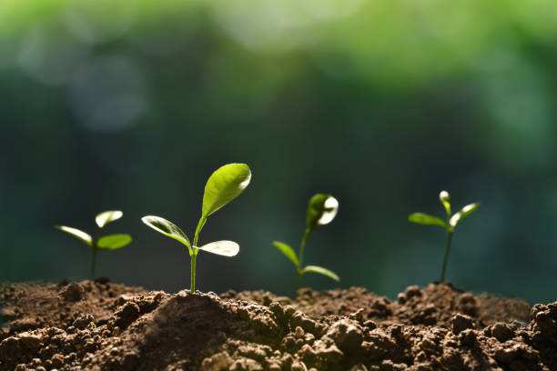 istock Group of young plants in the morning light growing out from soil 937601732