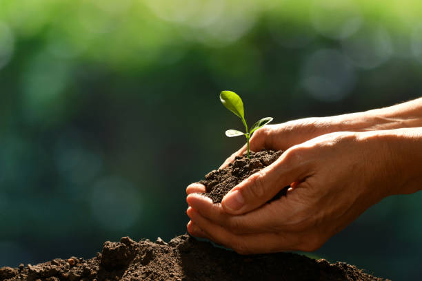 mani che tengono e si prende cura di una giovane pianta verde - growth plant human hand tree foto e immagini stock