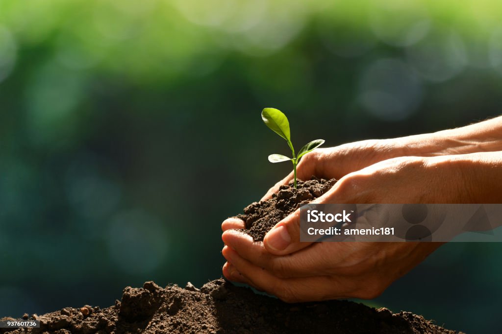 Hands holding and caring a green young plant Hand Stock Photo