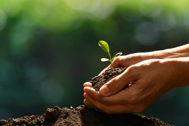 Hands holding and caring a green young plant Hands holding and caring a green young plant sowing photos stock pictures, royalty-free photos & images