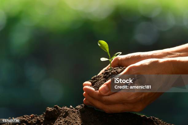 Hands Holding And Caring A Green Young Plant Stock Photo - Download Image Now - Hand, Tree, Sowing