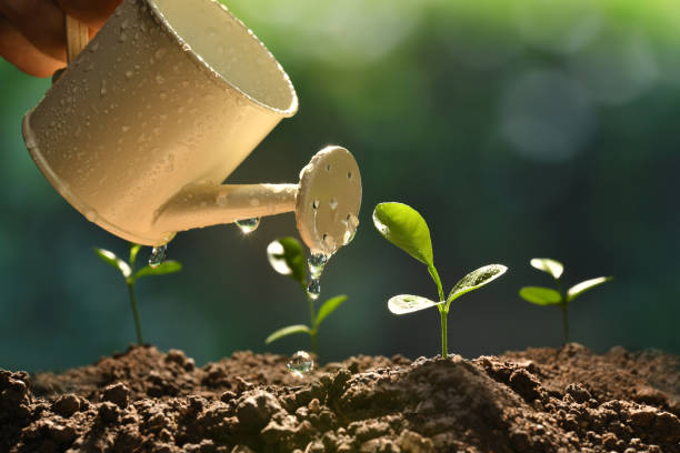 istock Sprout watered from a watering can on nature background 937601742