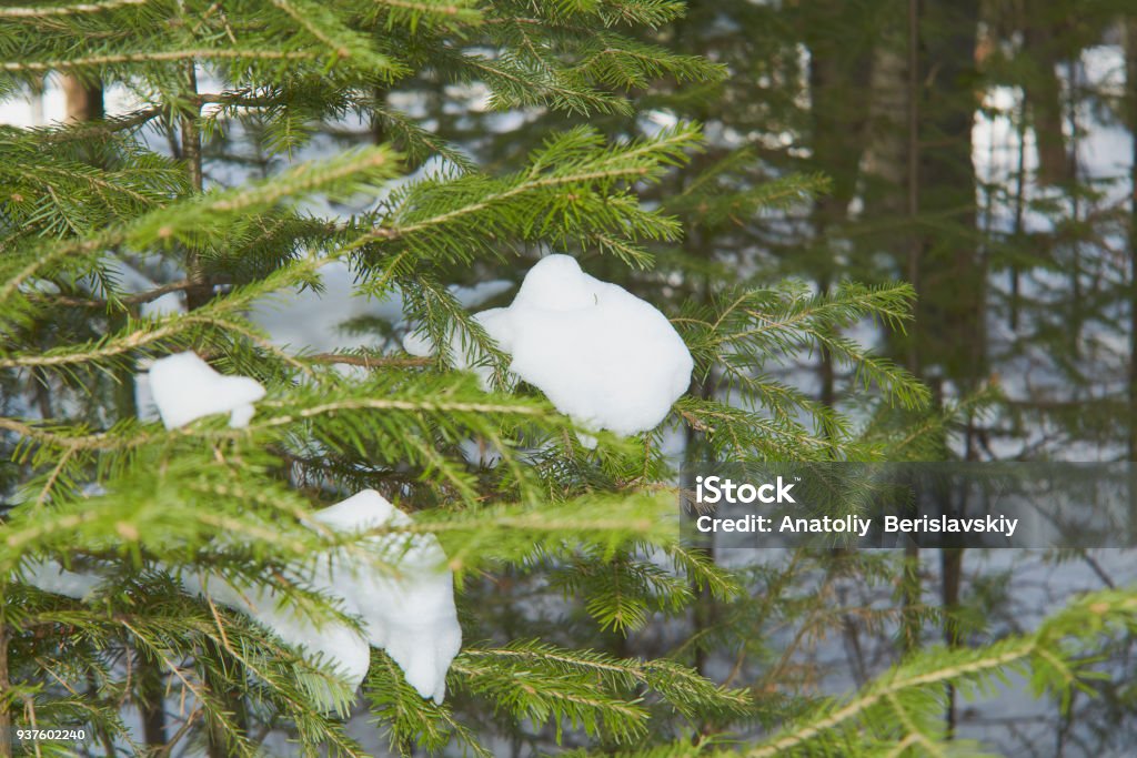 Branch of the Christmas fir-tree with the snow Branch of the Christmas fir-tree with the snow in the winter wood Aspirations Stock Photo