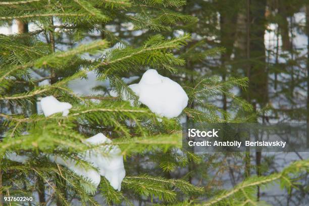 Branch Of The Christmas Firtree With The Snow Stock Photo - Download Image Now - Aspirations, Backgrounds, Branch - Plant Part