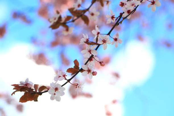 istock Blooming Pink Cherry Blossoms Flower in Spring 937610760