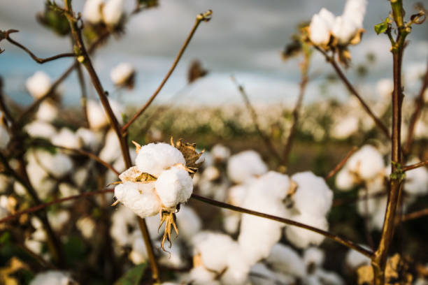 istock Cotton field in the countryside. 937613404