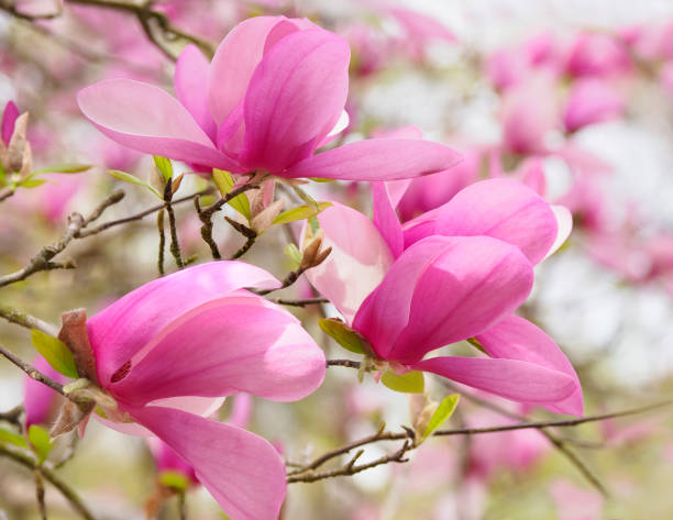 istock Focus Stacked Image of Pink Tulip Tree Blossoms 937615842