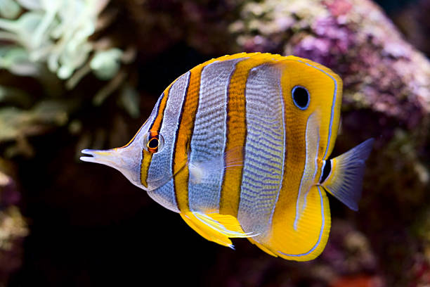 a yellow blue and white butterfly fish - 蝴蝶魚 個照片及圖片檔