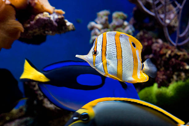 istock Tropical Fish Chelmon rostratus 93761889