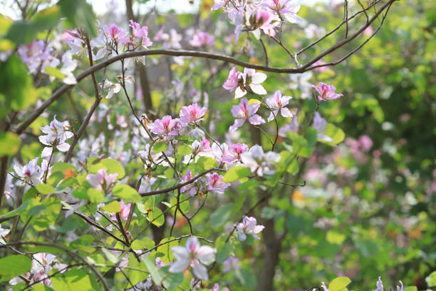 istock a Bauhinia flower in Hong Kong at spring time 937620536