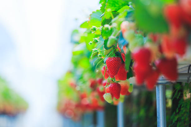 Strawberry field, no person