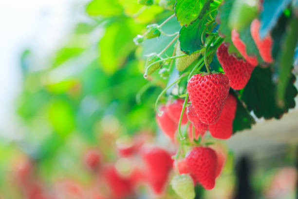 strawberry field, no person - strawberry plant imagens e fotografias de stock