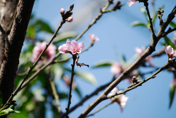 Closed up of pink cherry blossom against blue sky, spring background with sakura flower