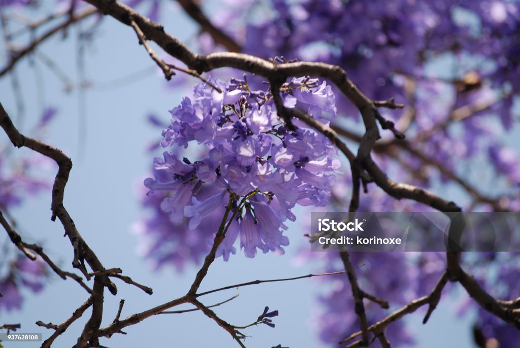 Jacaranda boom paarse bloemen tegen blauwe hemel - Royalty-free Mexico Stockfoto Jacaranda boom paarse bloemen tegen blauwe hemel - Royalty-free Mexico Stockfoto